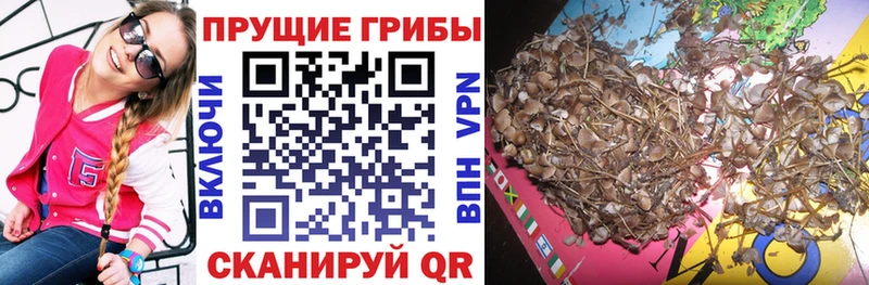 Галлюциногенные грибы Psilocybine cubensis  купить наркотик  Миллерово 
